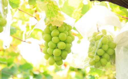 【定期便4回】イチオシフルーツ！やまがた宝箱A　(2024年～2025年お届け)  FZ23-675