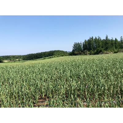 ふるさと納税 滝沢市 岩手山パワー にんにくピクルス 120g×1瓶 |  | 02