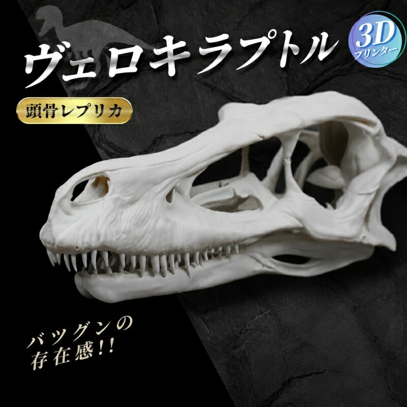 【ふるさと納税】 頭骨 レプリカ ヴェロキラプトル 原寸大 / 標本 コレクション プラモデル 実物大 恐竜 骨格 フィギュア インテリア 展示 模型 博物館 骨格 頭蓋骨 オブジェ 3D プリント