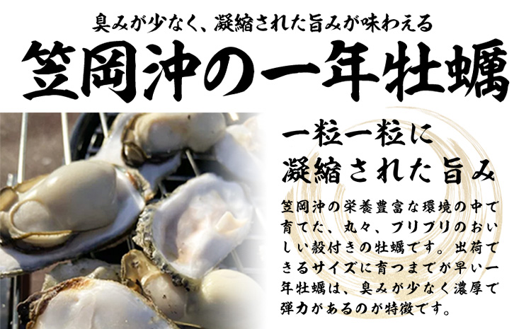 牡蠣事業者応援！ 笠岡産 (瀬戸内海産) 殻付き牡蠣 (加熱用) 2kg《2月上旬-2月末頃出荷》岡山県 笠岡市 かき カキ 牡蠣 生牡蠣 瀬戸内海産 殻付き