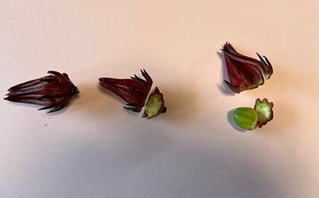 【先行受付】生ローゼル約１キロ - 2025年11月以降順次発送 ハイビスカスローゼル フレッシュ ハーブ ビタミン ミネラル クエン酸 アントシアニン ポリフェノール 国産 沖縄県産 沖縄県 八重瀬