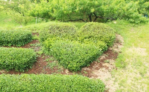 お山の茶　明郷園　さかわ紅茶「紅」セット