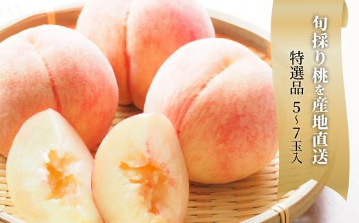 【2026年先行予約】旬採り桃 特選品 5-7玉 (岡山県産) / もも 桃 モモ 先行予約 フルーツ 果物 真庭市 フルーツ王国 きよとう果樹園 岡山 【KF-A001-02】
