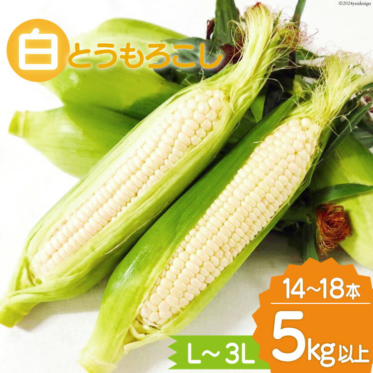 【ふるさと納税】【期間限定発送】 とうもろこし 雲仙市産 白とうもろこし 5kg 以上 L〜3Lサイズ 14〜18本 [トトノウ 長崎県 雲仙市 item2171] トウモロコシ ホワイトコーン コーン 野菜