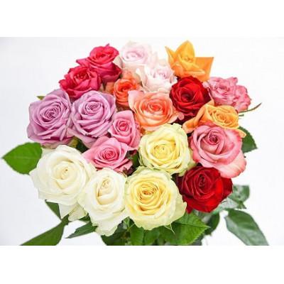 ふるさと納税 寒河江市 【色お任せ5色以上※10品種】薔薇の花20本×長さ60cm(切り花延命剤付属)※ 配送不可沖縄・離島