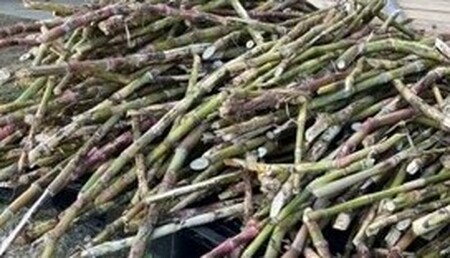 【喜界島特産】島のかおりギフト【花良治(けらじ)胡椒・花良治(けらじ)胡麻ラー油・みかスコ・きびスコ】