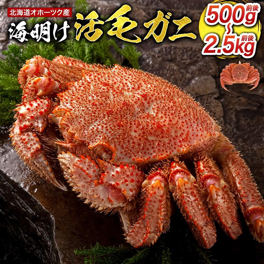 【ふるさと納税】【先行予約】北海道オホーツク産海明け活毛ガニ　ボイル未冷凍配送(チルド 冷蔵配送)（2026年3月下旬より発送予定） | 蟹 魚介類 水産 食品 人気 おすすめ 送料無料