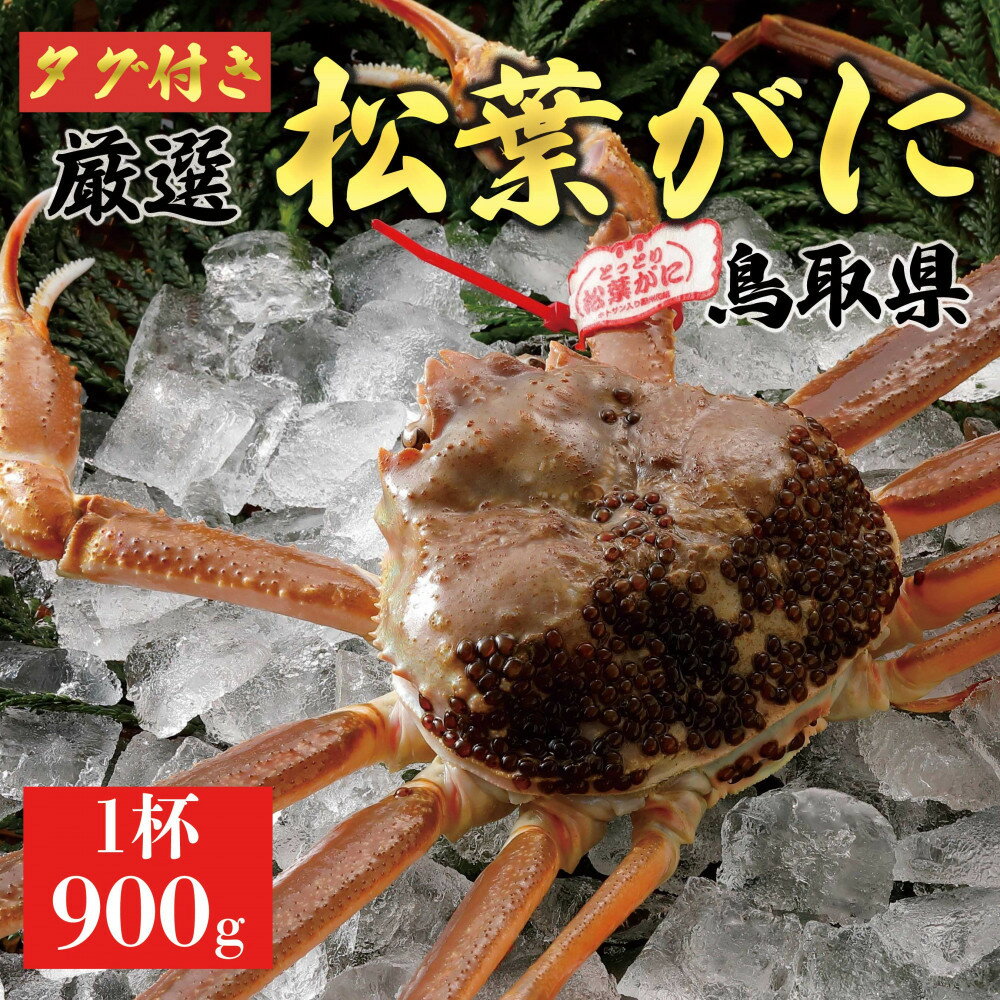 【ふるさと納税】【2025年12月～2026年1月発送】特撰 松葉がに（なま）【ブランドタグ付き】900g超の大きいサイズ 食べ応えあり 特大1杯