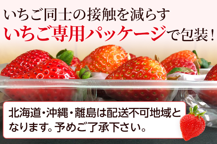 【先行受付】農家直送 朝採り新鮮いちご【博多あまおう】＜12月より順次発送＞ 約270g×2パック 福岡県産 苺 イチゴ 朝採れ 冷蔵 スイーツ ジュース ギフト プレゼント お土産 九州 福岡土産 