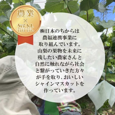 【2026年発送】極上!農福連携シャインマスカット2房(2房1.2kg程度)【配送不可地域：離島】