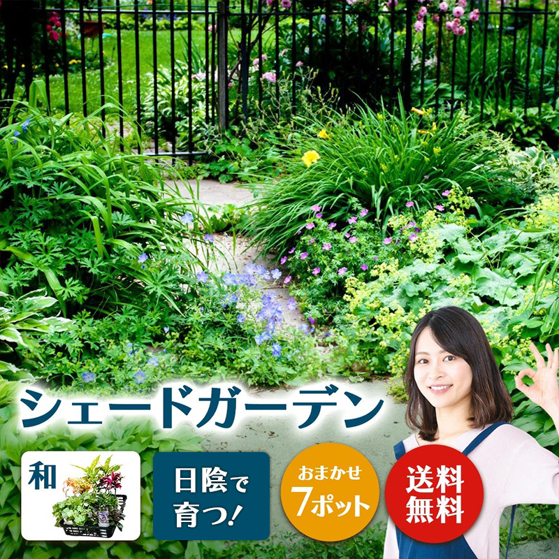 日陰で育つシェードガーデン（和風）セット【ガーデニング 家庭菜園 園芸 初夏 夏 花壇 庭 鉢 玄関 プランター 寄せ植え おうち時間 趣味 ベランダ 土っ子倶楽部 プレゼント ギフト 】