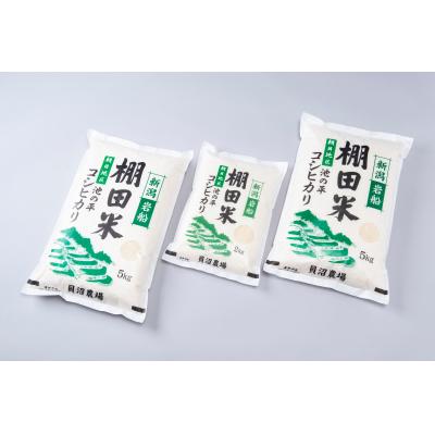 ふるさと納税 村上市 【令和7年産米】新潟県岩船産　棚田米コシヒカリ12kg　B4107