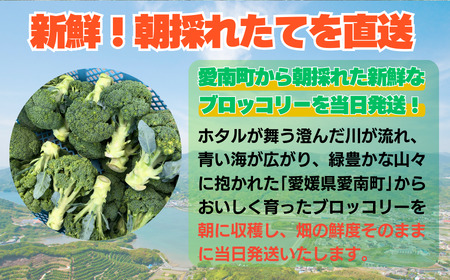 訳あり ブロッコリー 3kg サイズミックス 朝採れ 当日 発送 新鮮 採れたて 産地直送 農家直送  国産 野菜 シャキシャキ 食感 茎 まで 甘い 栄養満点 ご家庭用 サラダ スープ お弁当 彩り