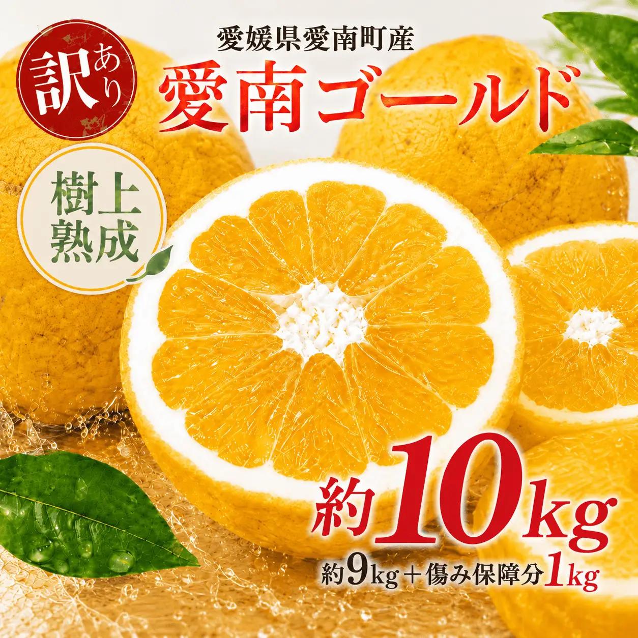 木成り 追熟 訳あり 愛南ゴールド 9kg+傷み保証分1kg 合計約10kg 柑橘 フルーツ 河内晩柑 果物 蜜柑 みかん くだもの mikan 家庭用 傷 不揃い 1年 サイズミックス かわち ばんかん かんきつ 和製 グレープフルーツ デザート 果実 果汁 甘い ジューシー おいしい 特産品 国産 農園 直送 産地 直送 資格 大学 イノベーター エニシトラス 愛媛県 愛南町 