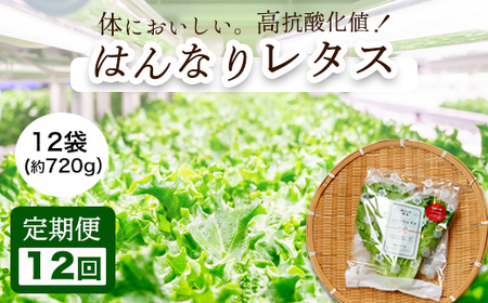 【 定期便１２回 】 みらい乃野菜 はんなりレタス 12袋（720g）×12回 ： レタス 水耕栽培レタス