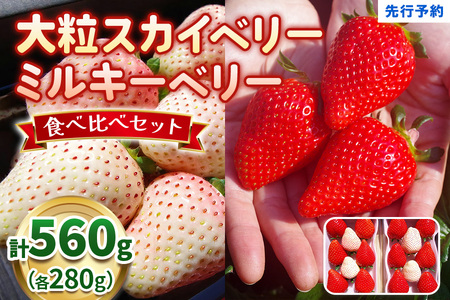 大粒スカイベリー 白いちごミルキーベリー 食べ比べセット 560g《12月中旬～2月の期間で発送》 澳原いちご農園 | いちご 苺 イチゴ フルーツ 果物 産地直送 栃木県産
