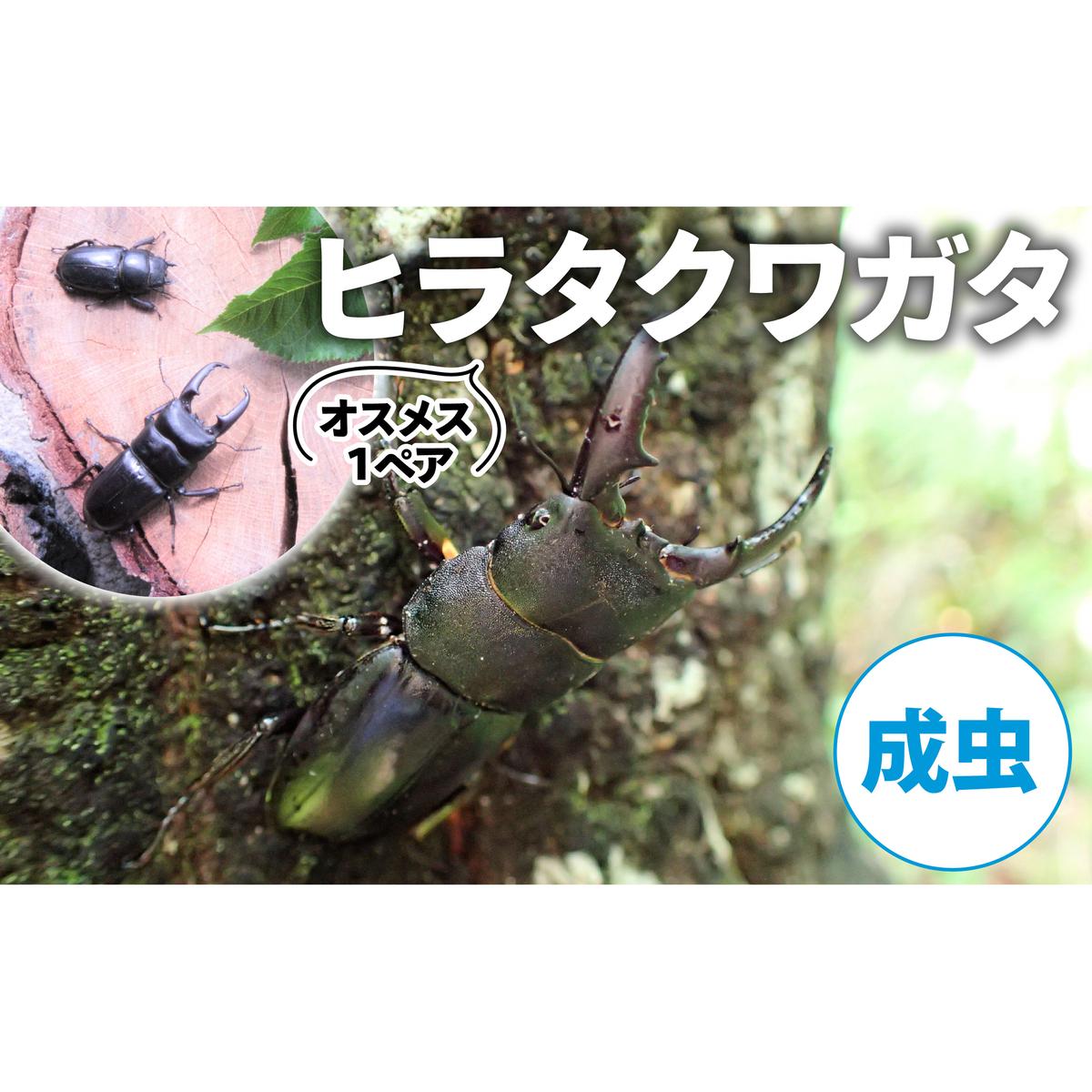 【配送期間は2025年6月下旬～8月上旬に随時配送】ヒラタクワガタ（成虫）オスメス１ペア