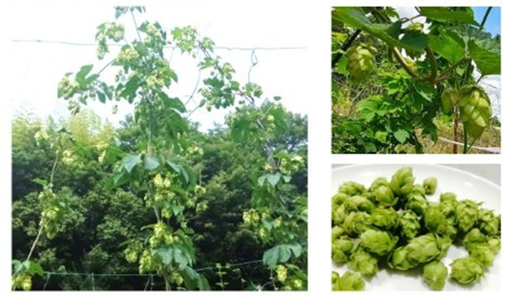 KOBE ALE (神戸エール（ビール）) 350ml缶 x 24本