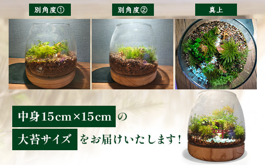 J-33　苔テラリウム　手入れ簡単 癒やしのインテリア 卓上サイズ 誕生日 プレゼント雑貨 敬老の日 贈り物 観葉植物 初心者 鹿島市産 / mossty