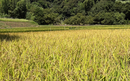 【R7年新米5kg】湘南生まれのお米「はるみ」〈出荷時期:～2025年12月26日出荷終了〉【 神奈川県 大磯町 米 お米 白米 白飯 コシヒカリ キヌヒカリ 交配種 新米 前日精米 特別栽培米 甘み
