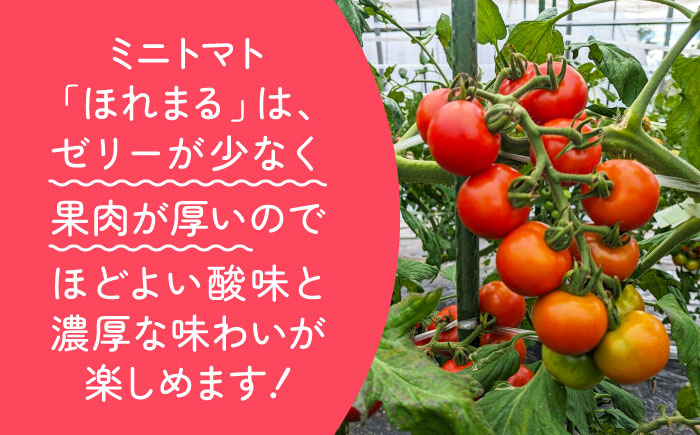 【7月中旬より順次発送】甘みと酸味の絶妙なバランス！ミニトマト「ほれまる」 約2kg 【梶原耕藝】 [YDQ001]