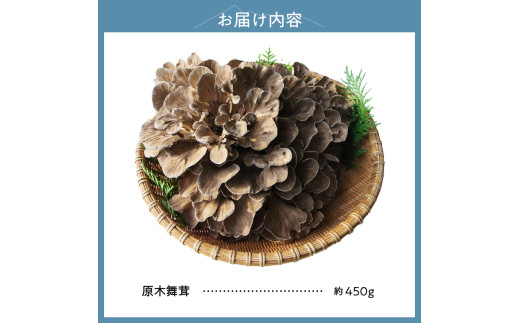 【令和8年産先行予約】 先行予約 増富天空の舞茸　原木まいたけ　約450g  舞茸 原木舞茸 まいたけ きのこ 肉厚 約450g 期間限定 ナラの木 北杜市 須玉町産 増富天空の舞茸 北杜市