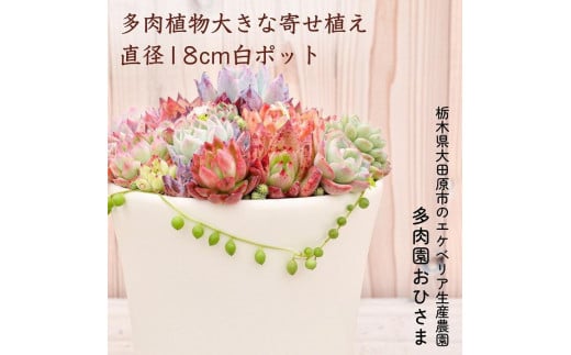 
【多肉植物】大きな寄せ植え直径18cm白ポット
