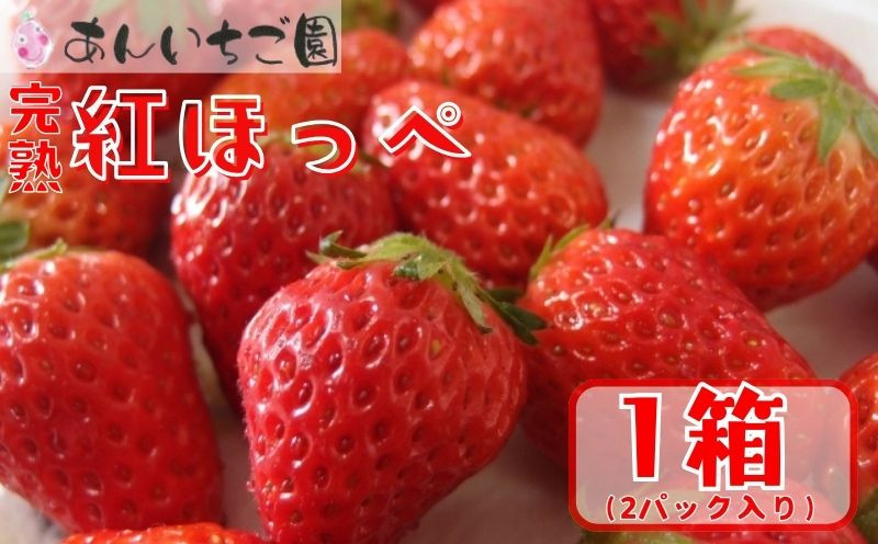 
            いちご 紅ほっぺ ２パック （ 2025年 1月 以降 発送予定 )  期間限定 人気 果物 フルーツ 新鮮 旬 冬 春 ケーキ ショートケーキ デザート ギフト 贈り物 贈答 イチゴ 苺 ストロベリー 徳島県 吉野川市 あんいちご園
          