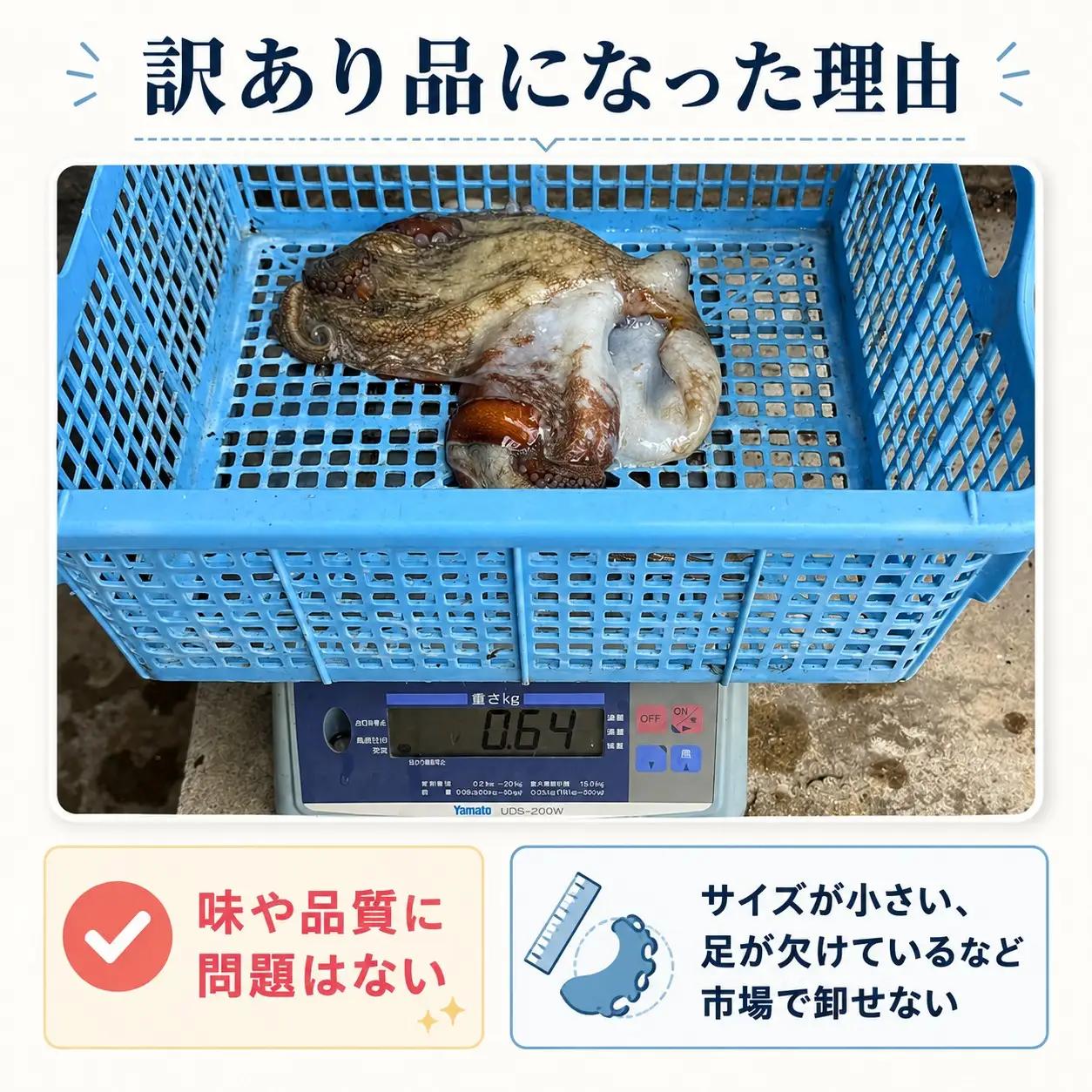 訳あり 瀬戸内 海の幸 セット 真空 生タコ 約 500g 