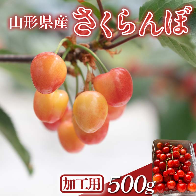 【ふるさと納税】≪2026年先行予約≫加工用 山形県 品種おまかせ さくらんぼ 500g バラパック 2026年6月上旬頃から順次発送 果物 くだもの フルーツ 夏果物 サクランボ チェリー 訳あり ご自宅用 ご家庭用 農業者支援品 農家支援品 山形県 西川町 月山 FYN6-050