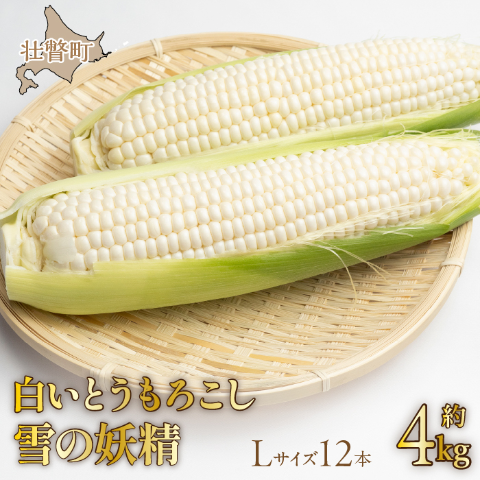 ＜2026年8月下旬よりお届け＞【朝採り】北海道壮瞥産 白いとうもろこし「雪の妖精」Lサイズ12本(約4kg) SBTQ001