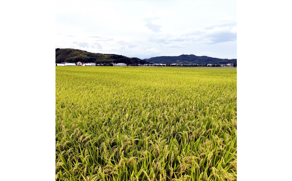 ＜令和7年産＞大上農園のきぬむすめ(無洗米・10kg) 【鳥取県 境港市】