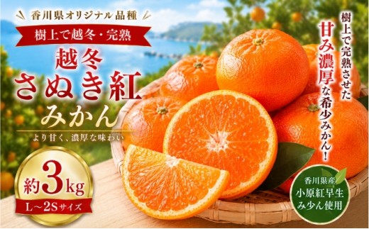 みかん 越冬さぬき紅みかん 約3kg L～2S 越冬みかん 国産 さぬき紅 樹上完熟 完熟みかん 完熟 小原紅早生 小原紅早生みかん 早生みかん 紅みかん 紅色 香川県オリジナル品種 柑橘 果物 冬の果物 香川県発祥 かんきつ 香川県 土庄町