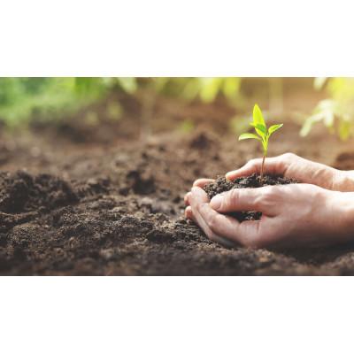 ふるさと納税 五條市 生命の農法(栽培期間中化学農薬・化学肥料不使用栽培)さといも(3kg) |  | 03