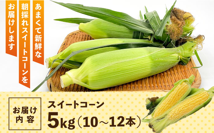 朝採れ スイートコーン 5kg（12-15本入り）とうもろこし ＜ちくし農園＞那珂川市 [GDU001]