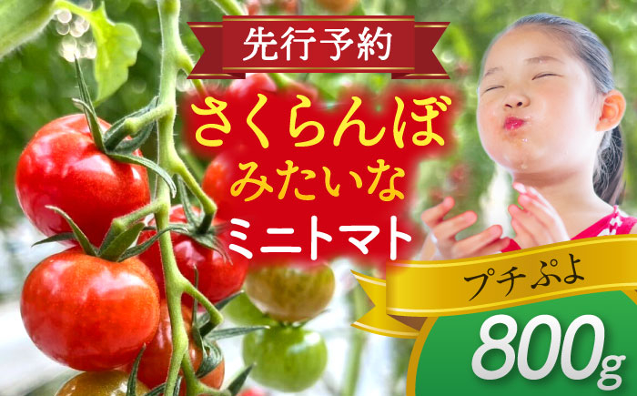 
            【先行予約】 ミニトマト(プチぷよ)800g トマト 野菜 新鮮 期間限定トマト 愛西市 / 株式会社石原農園 [AEBG007]
          