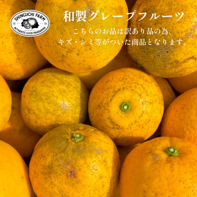 愛媛みかんの老舗【河内晩柑 訳あり 7kg】新口農園【C70−45】【1537315】