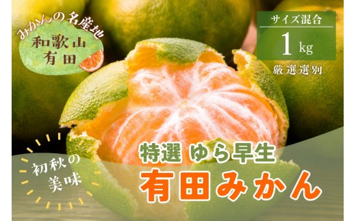 
                  【初秋の美味】特選　ゆら早生有田みかん　約1kg+200g(傷み補償分)【2026年10月中旬～11月上旬頃に順次発送予定】【ard234】
                