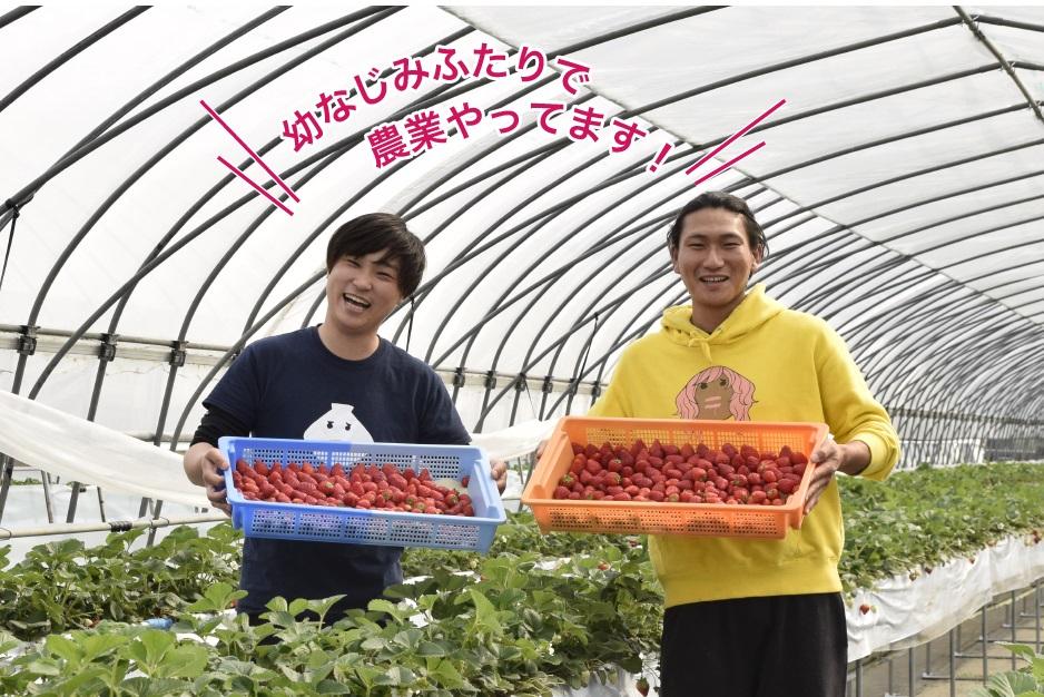 大箱入り 大粒とちあいか 30粒~36粒入り