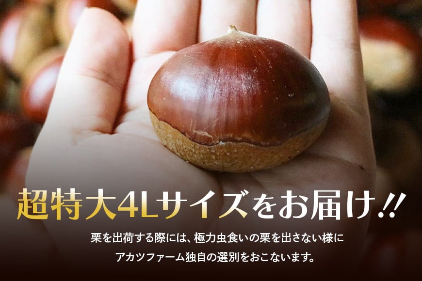 アカツファームの生栗 超特大 4Lサイズ 1kg 栗 笠間 栗 くり 生栗 特大 大きい 大粒 茨城 国産 国産栗 和栗 甘栗 栗ご飯 栗きんとん 栗おこわ 甘露煮 マロン 秋 旬 おやつ スイーツ 