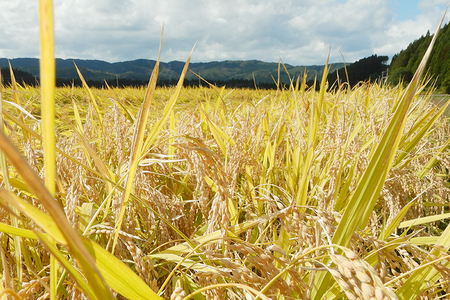 【白米】 ＜通算5回 特A＞ ひとめぼれ 10kg 令和7年産 新米 農家直送 渡部さんのひとめぼれ