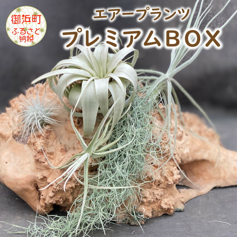 【ふるさと納税】【高評価★4.75 高レビュー★】南紀グリーンハウス エアープランツプレミアムBOX 希少種 5種セット【丈夫で育てやすく、インテリアにもおすすめです】