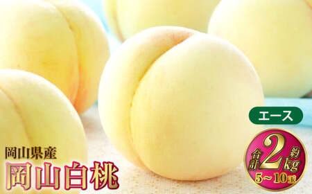 岡山白桃 エース 5～10玉 約2kg 岡山県産【2026年7月上旬～8月下旬発送予定】 白桃 桃 もも モモ