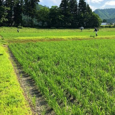 ふるさと納税 魚沼市 【毎月定期便】生産者直送!魚沼産コシヒカリ雪里米(ふるさとまい) 精米 3kg全3回 |  | 02