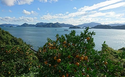 瀬戸内海を見渡す有機みかん畑