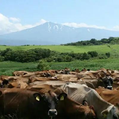 砂糖不使用 飲むヨーグルト 900ml 2本 生菌ヨーグルト 土田牧場 無糖 飲むジャージーヨーグルト ジャージーヨーグルト ヨーグルト飲料 乳製品 健康 栄養豊富 冷蔵 秋田 秋田県 にかほ市