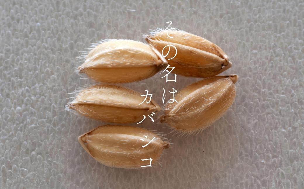 香子 5kg × 赤酒 720ml | 熊本県 和水町 くまもと なごみまち なごみ 白米 お米 米 お酒 酒 あか酒 地酒 花の香酒造