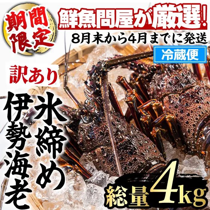 【1353211a】＜訳あり＞朝獲れ発送！鮮魚問屋が厳選した氷締め伊勢海老(4～10尾・総量4kg以上) 伊勢エビ 伊勢えび 刺身 さしみ えび 海老 魚介類 海鮮 刺身 塩焼き 訳あり 訳アリ 【江川商店】