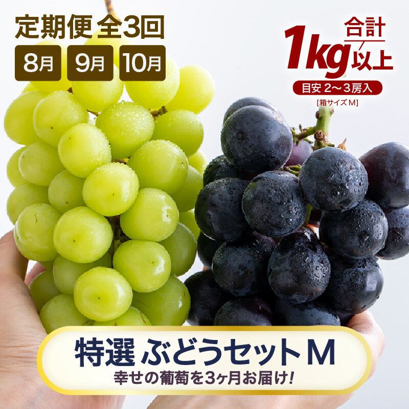 【ふるさと納税】【先行予約】【訳あり】＜全3回定期便＞特選 ぶどうセットM（8月・9月・10月）1kg以上（各月2～3房）／ 葡萄 ナガノパープル シャインマスカット ゴールデン シャイン 品種 おまかせ あわら 農家おすすめ ※2026年8月より順次発送