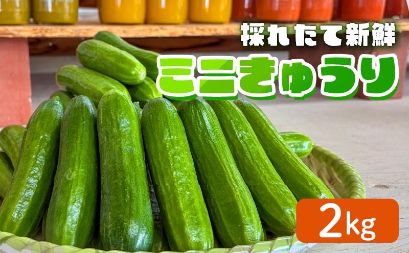 
                  ミニ きゅうり  2kg | きゅうり キュウリ 胡瓜 ミニきゅうり 新鮮 朝収穫 朝採れ 産地直送 野菜 詰合せ 夏野菜 野菜 キュウリ やさい 採れたて 季節 食材 旬 栽培 農家直送 農家応援 滋賀県 日野町 ふるさと納税 送料無料 
                